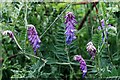 Tufted Vetch (Vicia cracca), Heddon Common