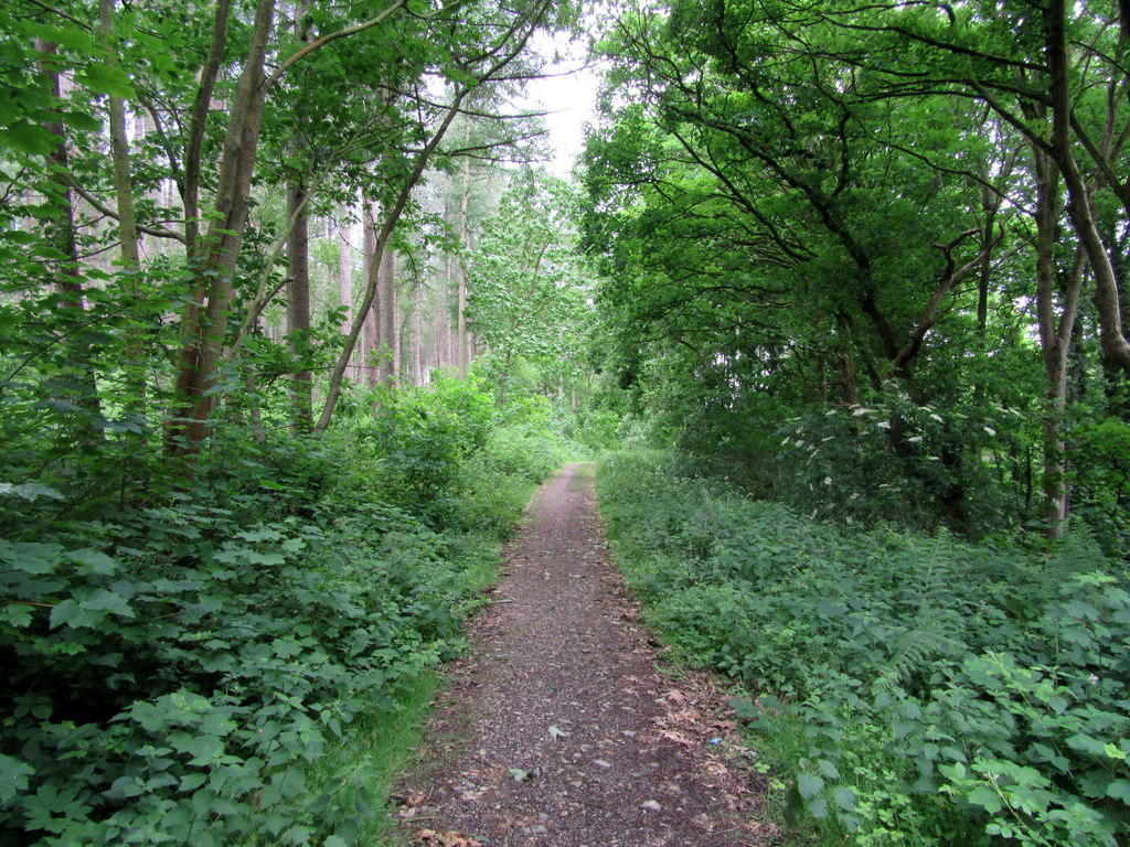 Path in Petty Pool Wood © John H Darch cc-by-sa/2.0 :: Geograph Britain ...