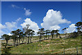 SD8682 : Last few remaining pines above Hazle Bank Gill by Andy Waddington