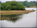 SD7808 : Geese at Elton Reservoir by David Dixon