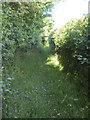 A green path near Hullavington