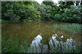 A small pond in the wood