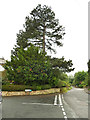 Tall pine tree on Strait Lane, Huby