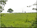 Sheep near Newby House Farm