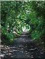 SK3183 : Coit Lane in summer by Neil Theasby