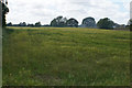 Barley field near Glazebury