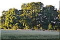 Evening light on trees above Rowden