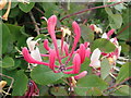 Hedgerow flowers - Honeysuckle