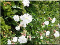 Hedgerow flowers - White Campion