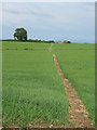 Path across the fields