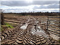 Waterlogged field with maize stubble