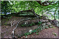 Interesting Tree Roots, Staffs Way, Alton