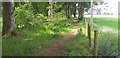 NX9580 : Woodland path near Holywood by Colin Kinnear