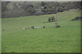 Belted Galloways by the pylon