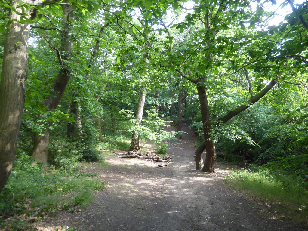 Path in Bostall Woods © Marathon cc-by-sa/2.0 :: Geograph Britain and ...