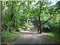 Path in Bostall Woods