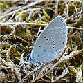 NJ3663 : Small Blue Butterfly (Cupido minimus) by Anne Burgess