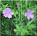 Geranium