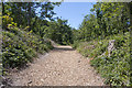 Wood chip surface along a woodland path