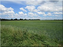 TF4714 : Wheat fields between West Walton and Ingleborough by Jonathan Thacker