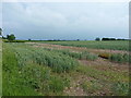 SJ7302 : Ripening wheat near Havenhills by Richard Law