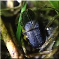 Male Glow Worm - Lampyris noctiluca