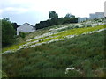 Flora sweeping down the hill to the Conygre Brook