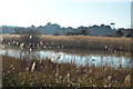 Reeds, Radipole Lake