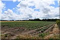 Redgrave: Large potato field