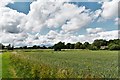 Bressingham: Across a cereal crop to Dash Cottages