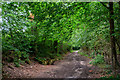 Woodbury : Footpath