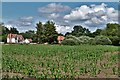 Redgrave, Mill House Farm: A field of maize