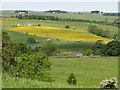 Buttercup meadow below High Broadwood Hall