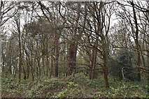 TQ5838 : Tunbridge Wells Common by N Chadwick