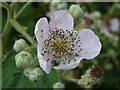 SO8441 : Bramble flower by Philip Halling