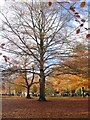 Memorial trees