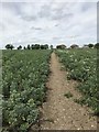 Broad beans on the footpath