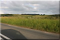 Grassland by the A30 near Ansty