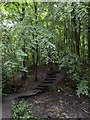 Footpath in the C.S. Lewis Nature Reserve