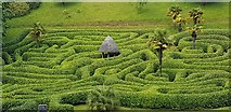 SW7727 : A view of the maze at Glendurgan Gardens by Rod Allday
