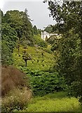 SW7727 : Looking across the maze and up to Glendurgan House by Rod Allday