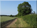 Arable field margin, Fyfield