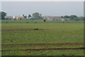 Grazing land south of Atherton