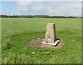 SY3093 : Trig point on Shapwick Hill by Roger Cornfoot