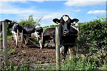H5366 : Cattle, Laragh by Kenneth  Allen