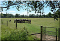 Cows on the Path