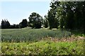 Battisford Tye: Cereal crop