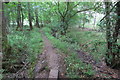 SP6541 : Path through Buttockspire Wood by Philip Jeffrey