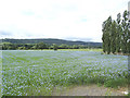 Flax field off Leathley Lane