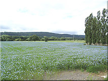 SE2345 : Flax field off Leathley Lane by Stephen Craven
